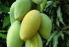 Mengatasi Penuaan Dini dengan Mengonsumsi Buah Mangga: Solusi Alami untuk Kulit Sehat