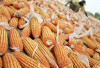 Transaksi Jagung