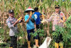 Sukses Panen Jagung Dilahan Binaan