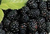Mengatasi Penuaan Dini: Blackberry Hadir dengan Solusi Inovatif