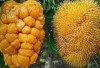 Mengatasi Sembelit dengan Mengonsumsi Buah Puren: Solusi Alami yang Efektif