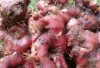 Terkenal Sebagai Herbal, Jahe Merah Mampu Meredakan Nyeri