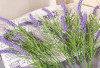 Bunga Lavender, Meredakan Nyeri Menstruasi Solusi Alami yang Efektif