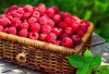 Mengatasi Penuaan Dini dengan Raspberry: Rahasia Kecantikan yang Alami