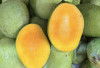 Manis, Menyegarkan, dan Kaya Nutrisi: Manfaat Buah Mangga untuk Cegah Penuaan Dini