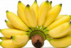 Menurunkan Kolesterol dengan Mengonsumsi Buah Pisang, Pilihan Sehat Menjaga Kesehatan Tubuh 