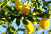 Cara Sederhana Alami Mengatasi  Panas Dalam Alami, Dengan Jeruk Lemon 