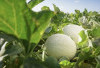 Manfaat Melon yang Jarang Orang Tau untuk Mencegah Penuaan Dini