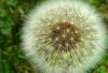 Memperkuat Sistem Imun dengan Dandelion: Tanaman Herbal yang Kaya Manfaat