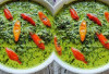 Langkah Mudah Membuat Masakan Praktis dan Lezat, Resep Daun Singkong Tumbuk yang Simpel
