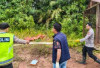 Petani Sawit Ditemukan Tewas di Bawah Jaringan Listrik Tegangan Tinggi