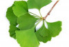 Solusi Herbal Efektif Dalam Melancarkan Sirkulasi Darah dengan Mengonsumsi Ginkgo Biloba