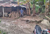 Harga Pinang Berangsur Naikan