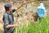 Tingkatkan Kemampuan Petani, Penyuluh Pertanian OKU Selatan Demo Cara Tumpas Hama Padi