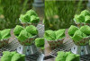 Resep Bolu kukus Pandan, Kreasi Hidangan Tradisional Keluarga