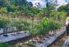 Dukung Ketahanan Pangan, Turut Dampingan Warga Berkebun Cabai 