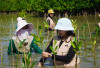 PT KAI Logistik Gelar Aksi Tanam 500 Pohon Mangrove