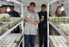 OKU Bidik Jadi Sentra Buah Unggulan, Pemkab Siapkan Program Kultur Jaringan