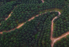 Kebun Agrinas