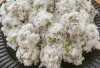 Kue Kelepon: Makanan Khas Jawa yang Melegenda