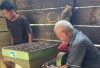 Musim Panen, Harga Kopi di Buay Pemaca Kembali Menguat