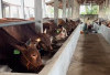 Karyawan Kemenag OKU Selatan Bakal Sembelih 12 Ekor Sapi
