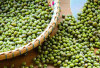 Mengatasi Penuaan Dini dengan Mengonsumsi Kacang Hijau