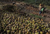 Kelapa Disiapkan jadi Komoditas Unggulan Sumsel