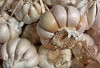 7 Manfaat Bawang Putih, Cocok Untuk Meningkatkan Kekebalan Tubuh Secara Alami 