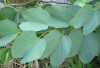 Manfaat Daun Bauhinia dalam Mengobati Diabetes: Solusi Herbal yang Menjanjikan