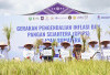 Sumsel Peringkat 3 Nasional Produsen Beras, Kini Jadi Kiblat Pangan Sumatera