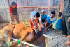 Kalapas Hadir Bersama Warga Binaan, Gelar Sholat Idul Adha  hingga Potong Hewan Qurban