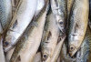 Ikan Makarel, Kaya Akan Nutrisi Penting untuk Mencegah Penuaan Dini