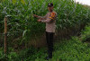 Cek Tanaman Jagung Dukung Program Ketahanan Pangan