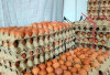 HAP Telur Rp26.500 per Kg, Peternak Diminta Laporkan Pelanggaran