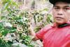 Harga Kopi OKU Selatan Kembali Menguat, Capai Rp57 Ribu per Kilogram