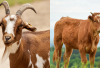Cara Membedakan Daging Kurban Kambing dan Sapi