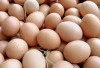 Peran Penting Telur dalam Pembuatan Kue