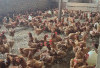Harga Ayam Pramuka Tembus 60 Ribu