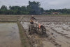 Cuaca Tak Menentu, Petani di Martapura OKU Timur Optimis  Garap Sawah 