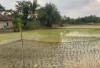 Petani Sawah Tadah Hujan Mulai Tanam Padi