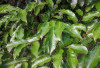 Mencegah Kanker dengan Daun Gaharu: Potensi Herbal yang Menjanjikan