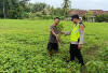 Bhabinkamtibmas Polsek Belitang III Gelar Pendampingan Petani