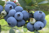 Manfaat Buah Blueberry untuk Mencegah Penuaan Dini