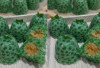 Resep dan Cara Bikin Sagu lonceng Pandan, Kue Basah yang Nimat Cocok Untuk Cemilan Saat Lapar